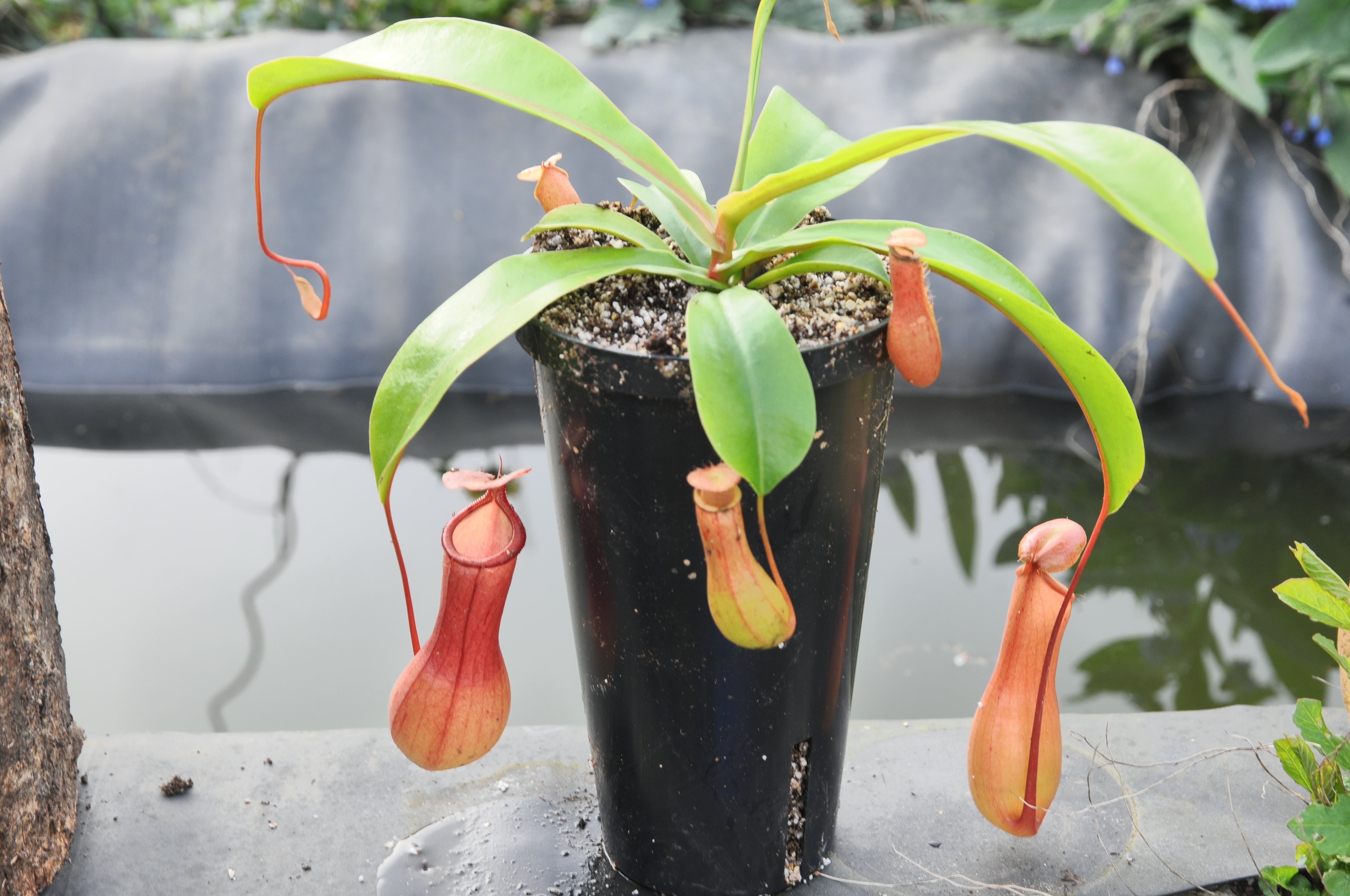 Carniflore Nepenthes ventrata plante carnivore semi-adulte pot 9cm
