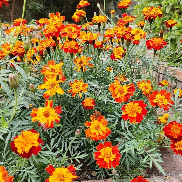Bakker Potager et Graines Œillet d'Inde Rusty Red graines 1g orange