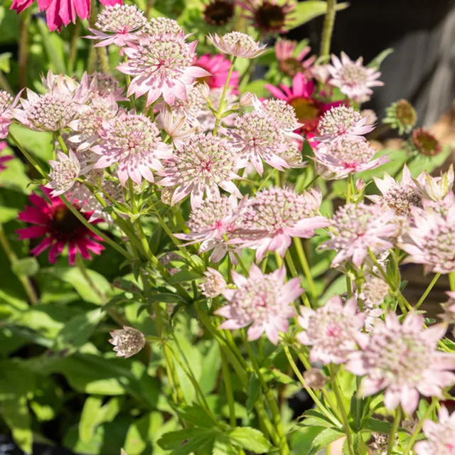 Bakker Astrance Florence vivace pot Ø9cm rose mi-ombre