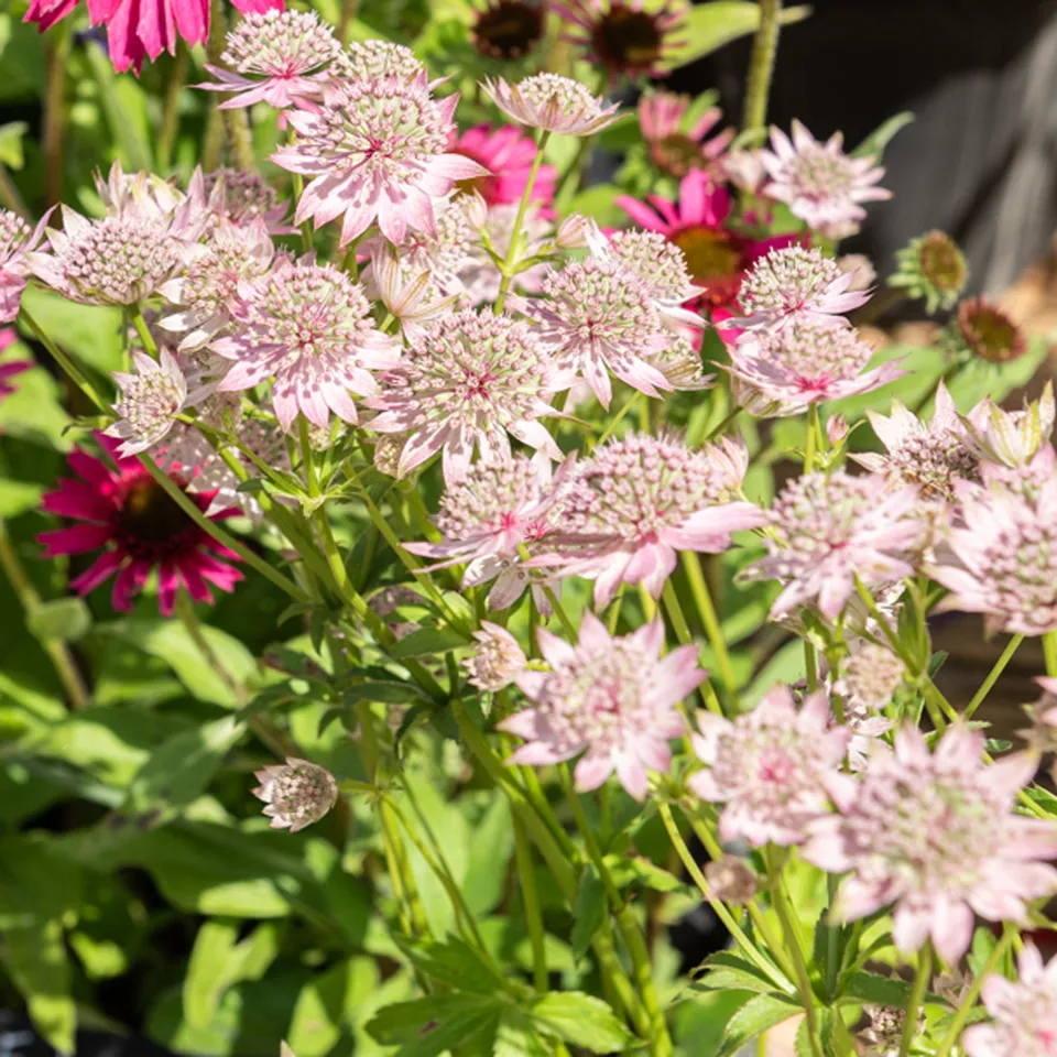 Bakker Astrance Florence vivace pot Ø9cm rose mi-ombre