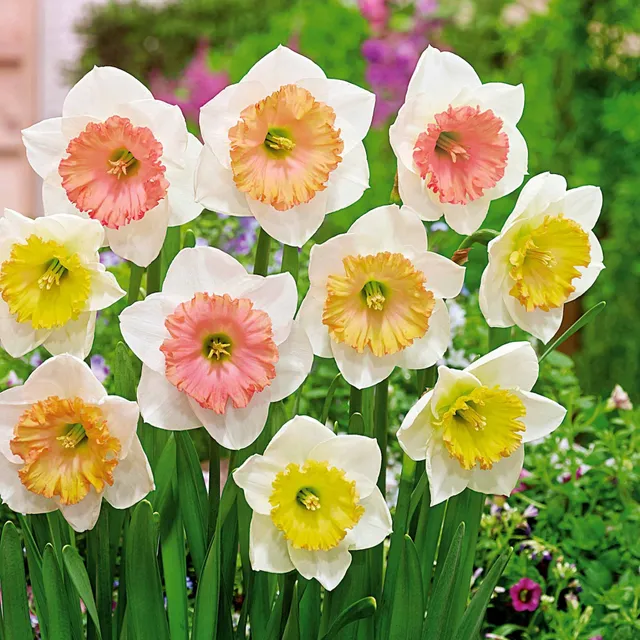 Bakker Sentinelle narcisse sachet 10 bulbes parfumé