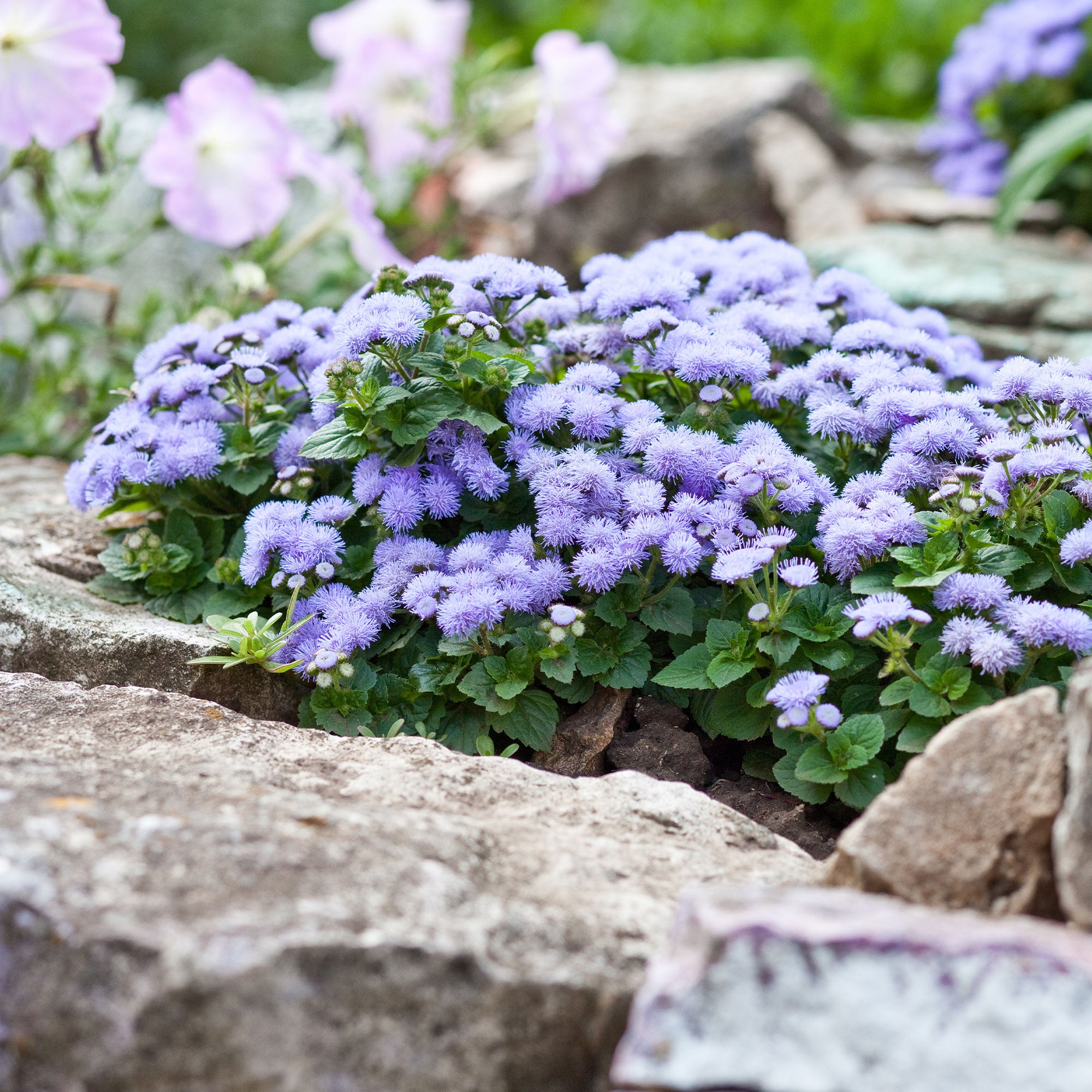 Bakker Ageratum bleu fleur de bordure pot 10,5cm floraison longue