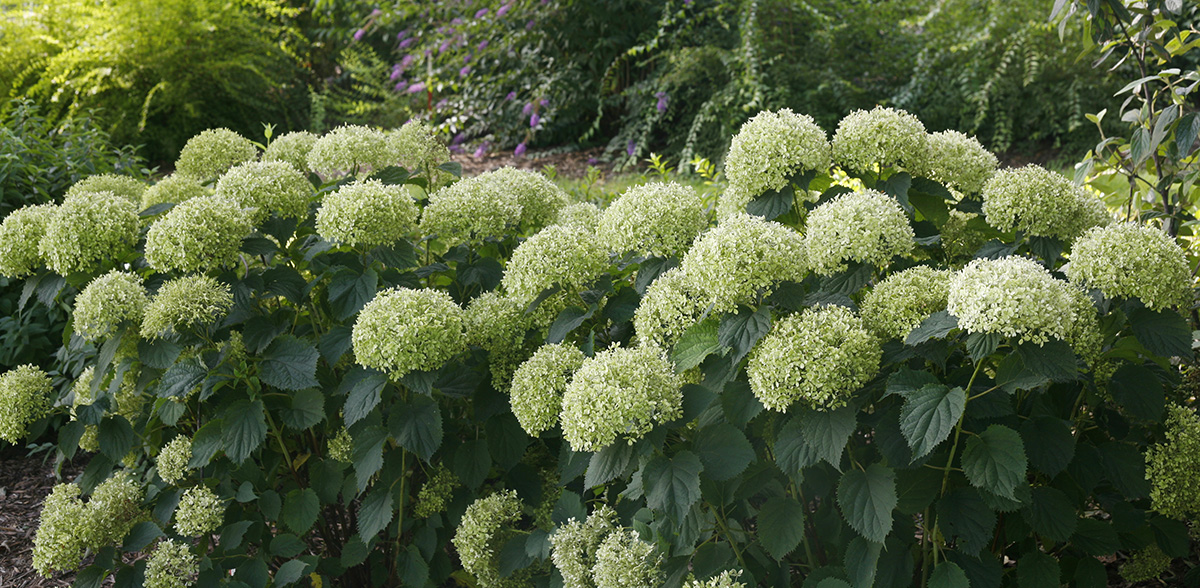 Les Hortensias du Haut Bois Lime Rickey hortensia arborescent