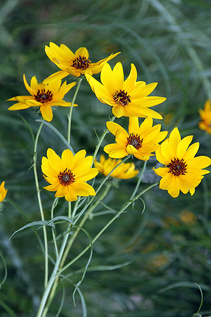 Passion Vivaces Helianthus salicifolius plante vivace pot 1L fontaine