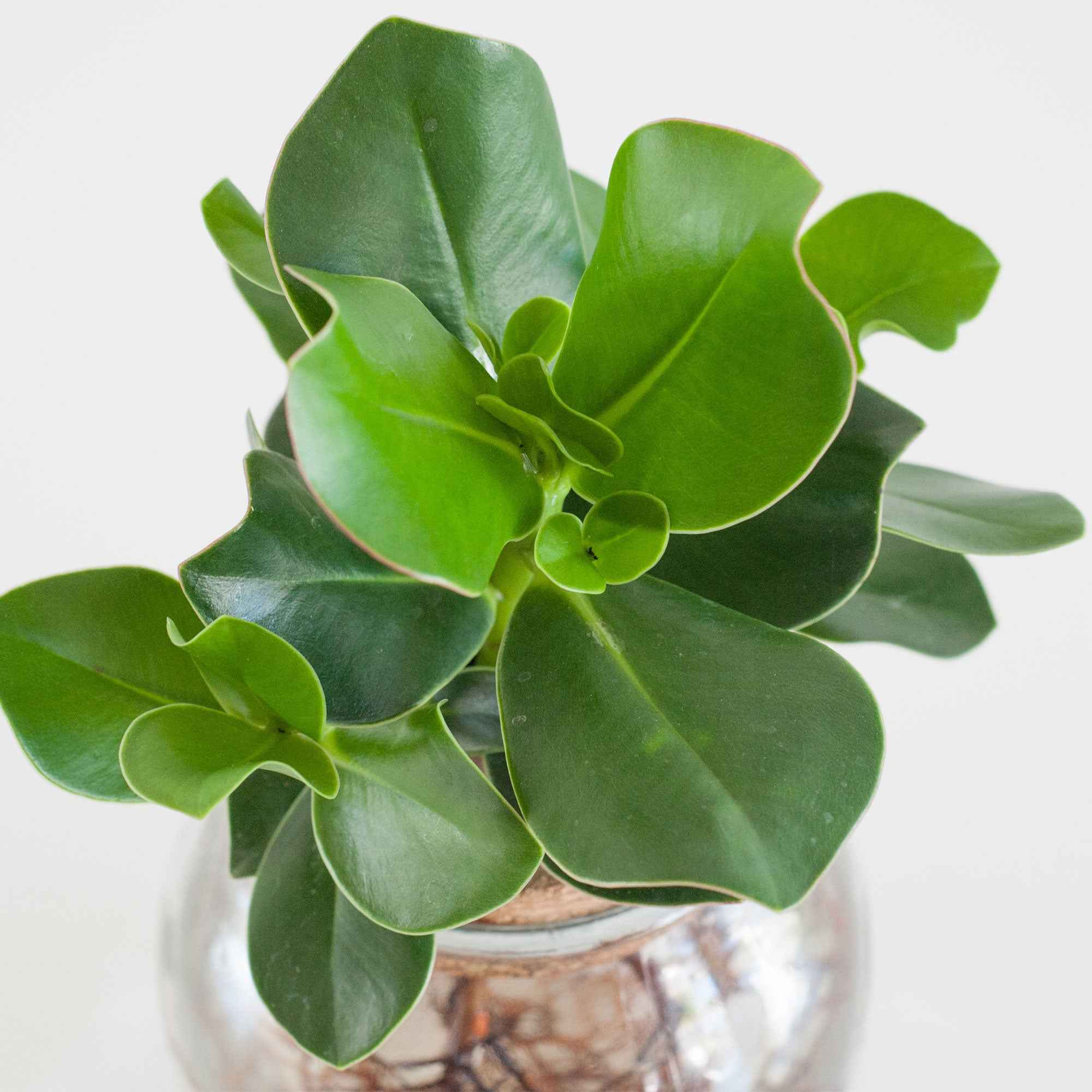 Bakker Clusia Met plante hydroponique kit vase ampoule