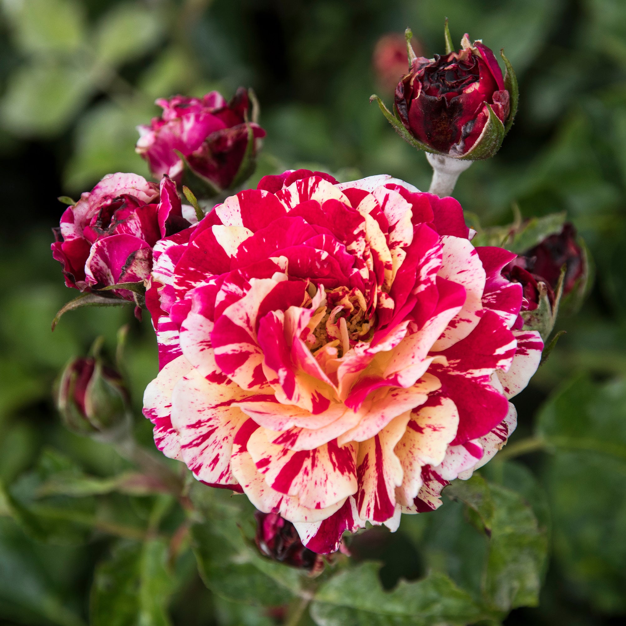 Bakker Rosier Abracadabra Koramsaro buisson multicolore 3L
