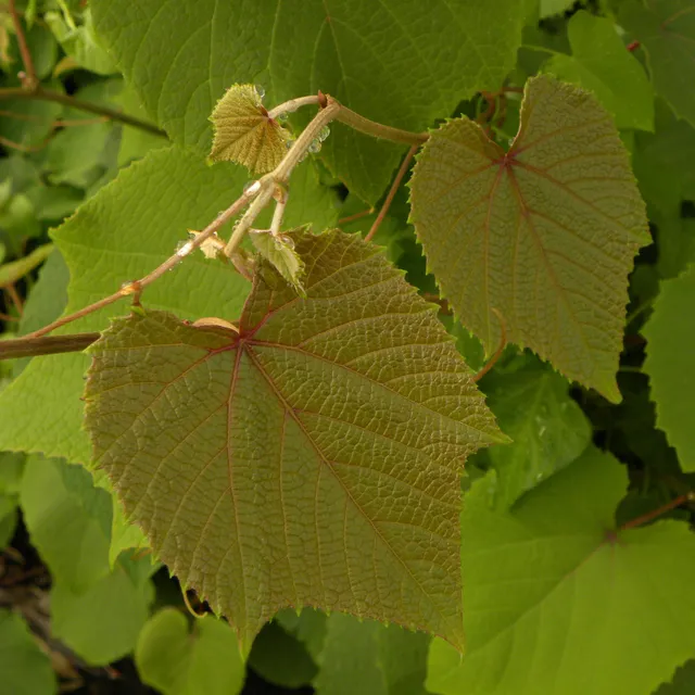 Bakker Sunning Dale vigne ornement pot 1,5L rouge