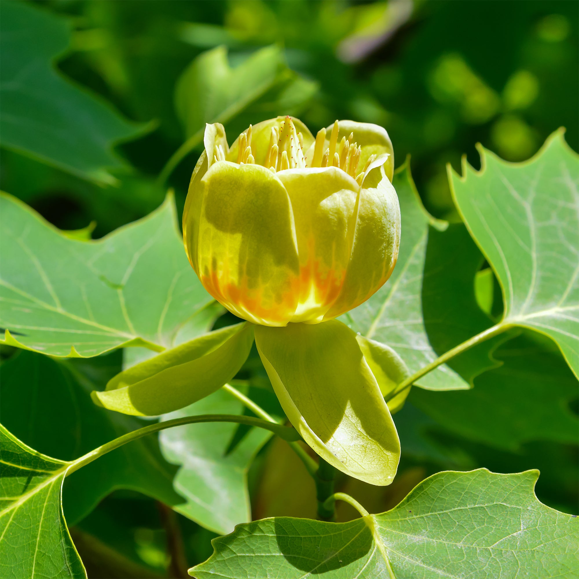 Bakker Tulipier Danny arbre fleurs tulipe pot Ø 9cm 40-60cm