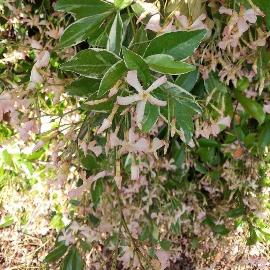 Bakker Jasmin étoilé Star of Milano grimpante pot 9cm blanc