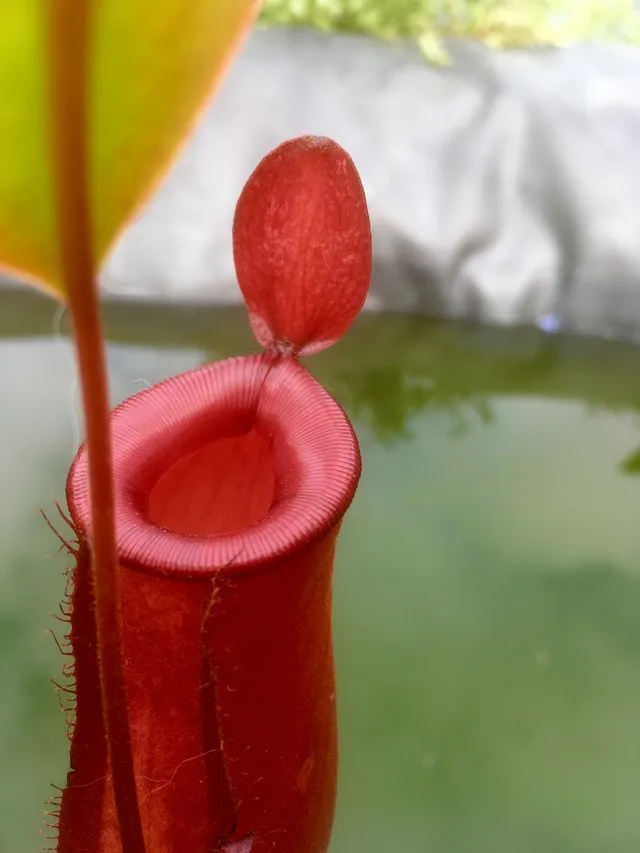 Carniflore Nepenthes bloody mary plante carnivore pot 9 cm