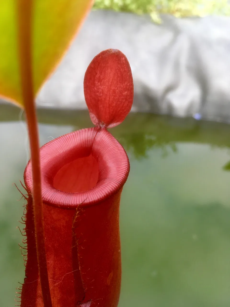 Carniflore Nepenthes bloody mary plante carnivore pot 9 cm