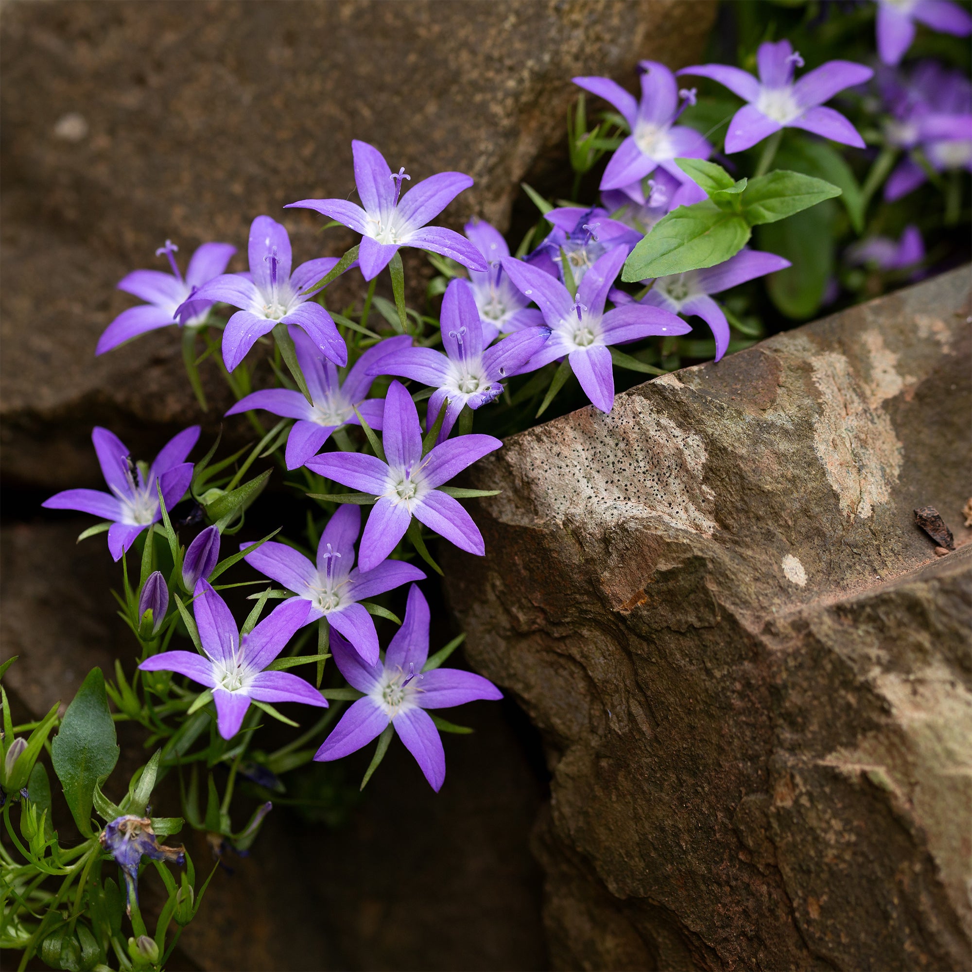 Bakker Campanule des murets vivace 5 pots 9cm violette
