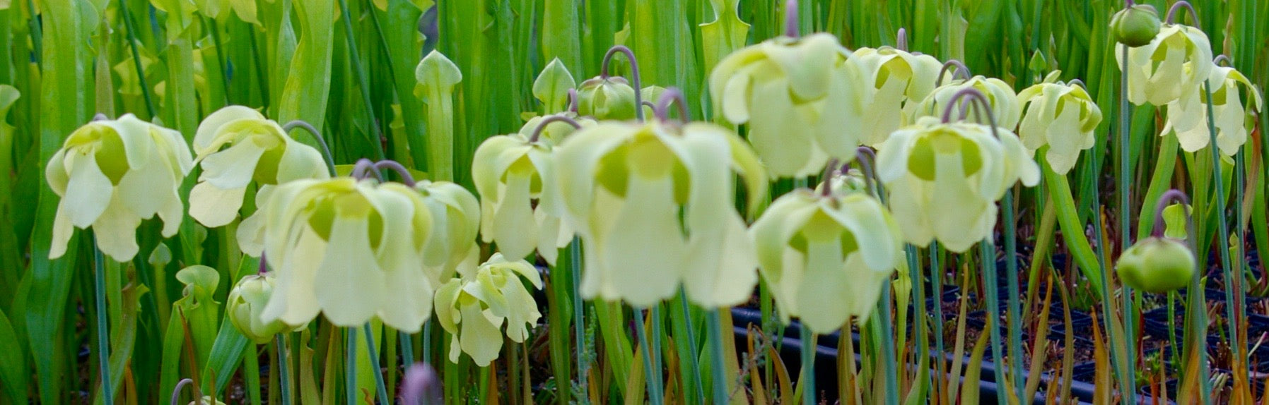 Carniflore Sarracenia alata plante carnivore verte 60 cm
