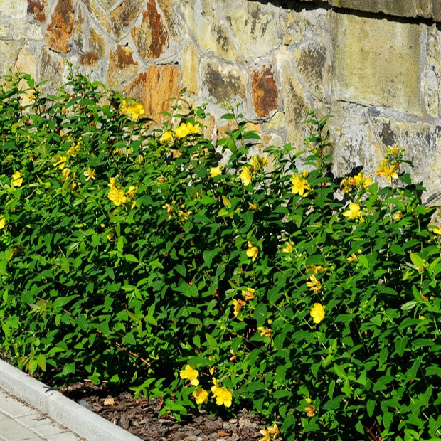 Bakker Millepertuis Hidcote arbuste pot Ø 9cm fleurs jaunes