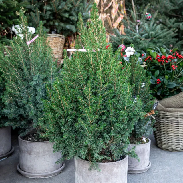 Bakker Picea Glauca Conica mini sapin pot 1.5L persistant