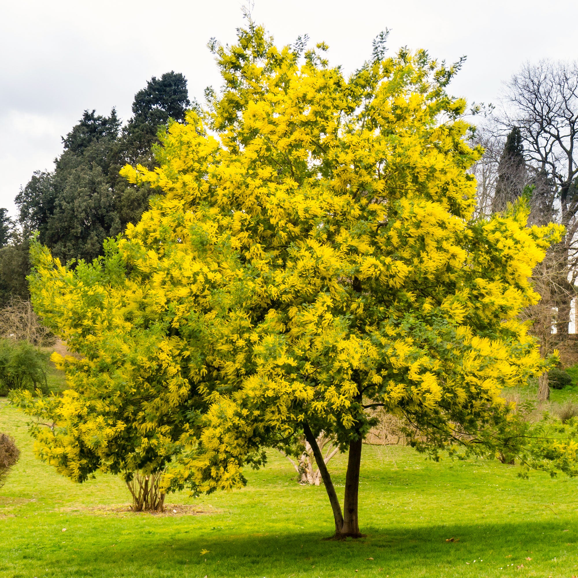 Bakker Mimosa d'hiver arbuste pot Ø9cm jaune