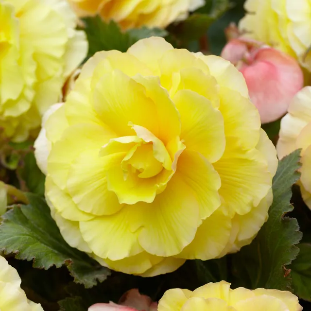 Bakker Bulbes à fleurs 5 Bégonias doubles jaunes sachet 5 bulbes ombre