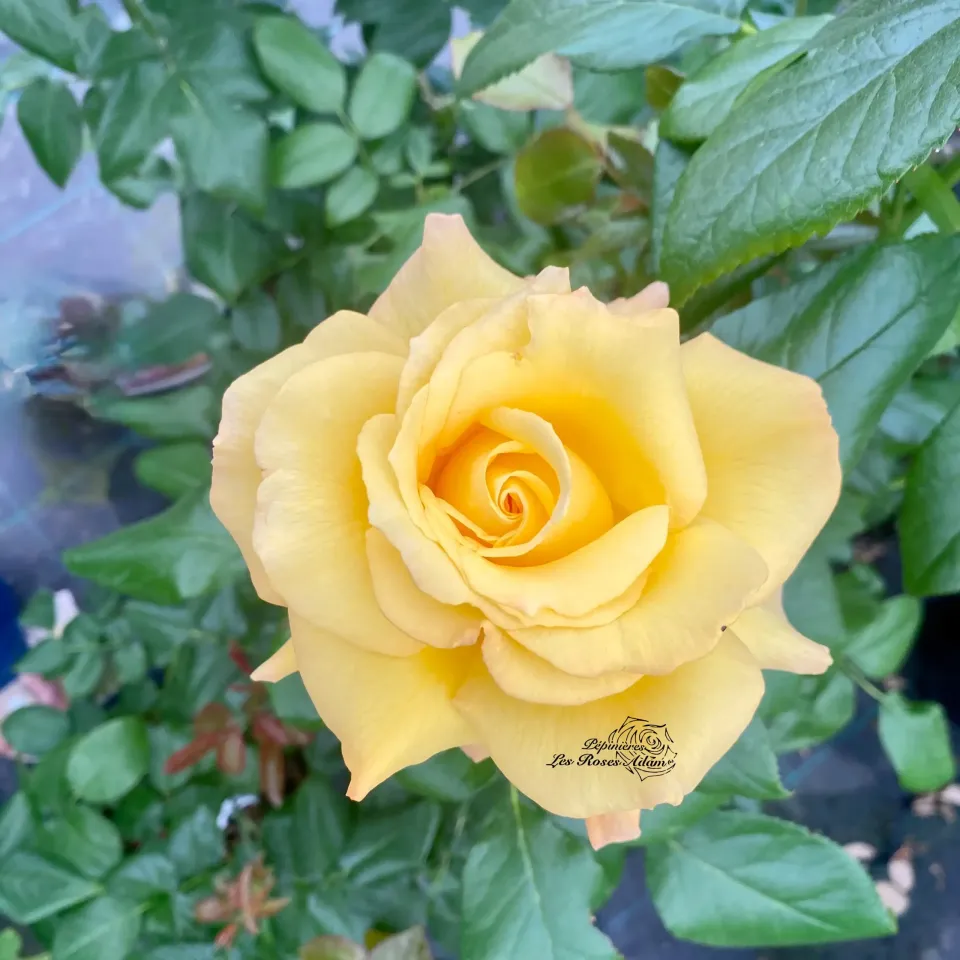 Michel Adam Laurence Boccolini rosier tige jaune