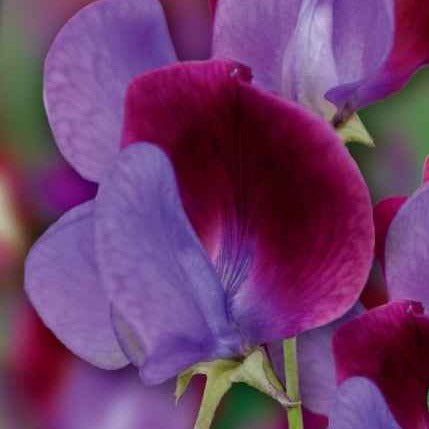 Bakker Pois de senteur Cupani's Original 1699 graine 2.5g violet