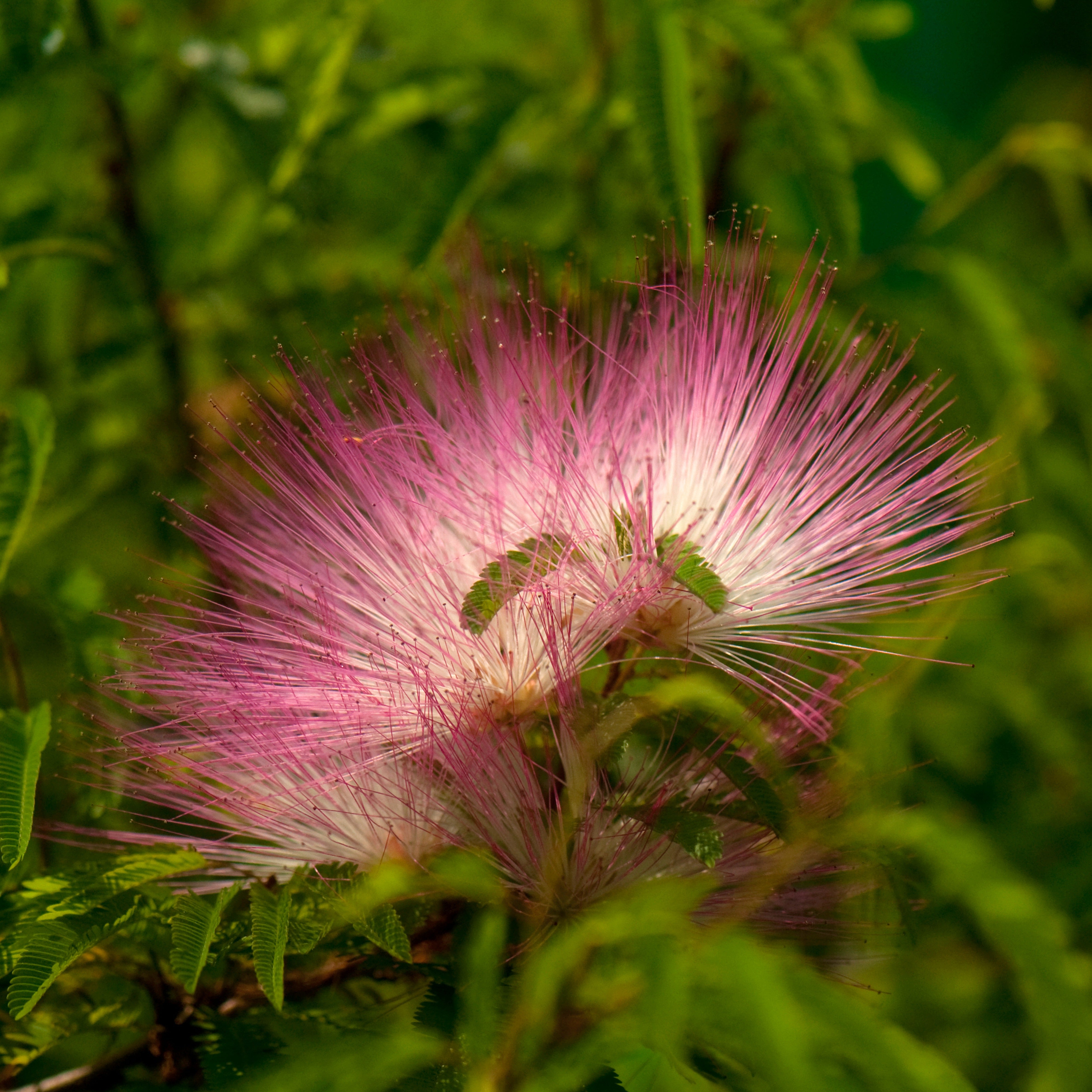 Bakker Calliandra Pink Powder Puff arbuste tige 3L rose