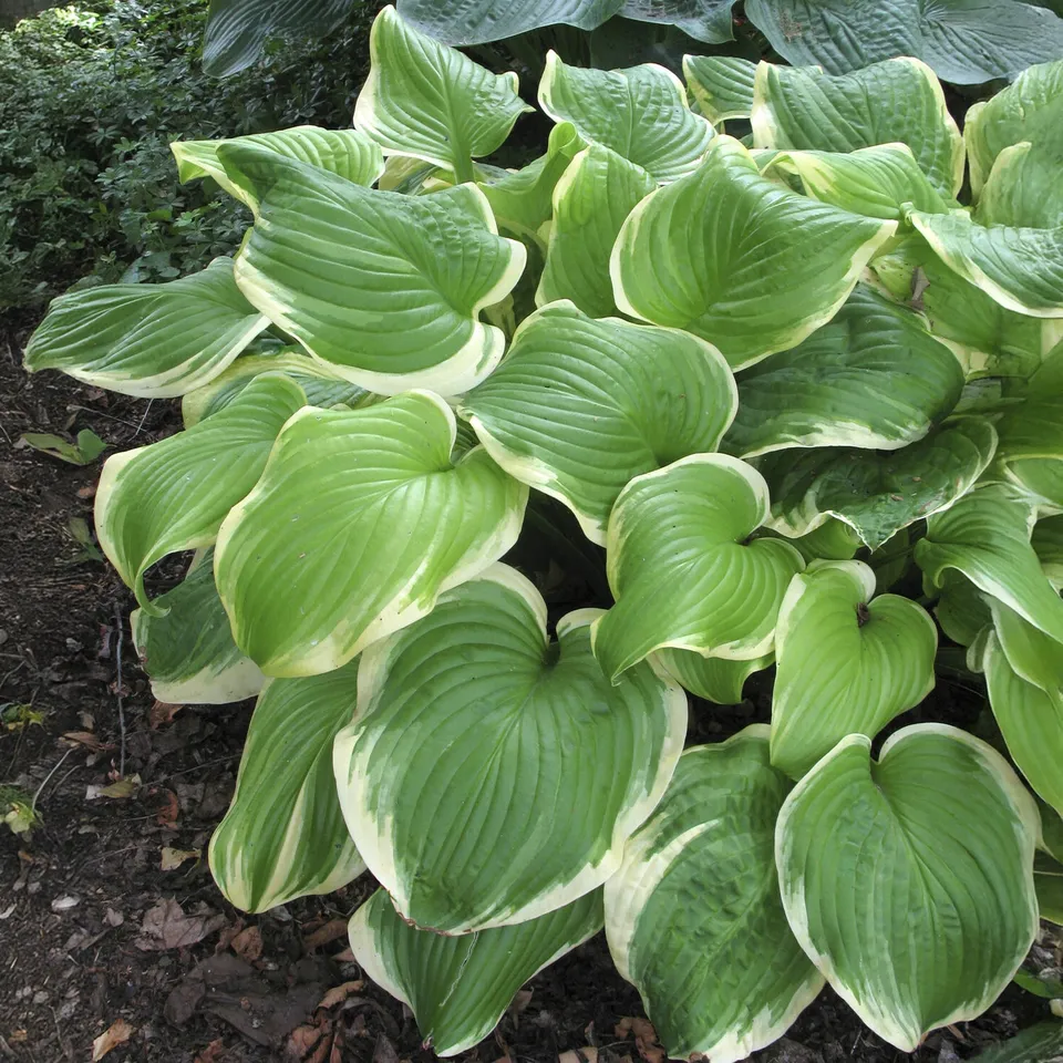 Bakker Hosta Fragrant Bouquet vivace blanche pot Ø9 cm