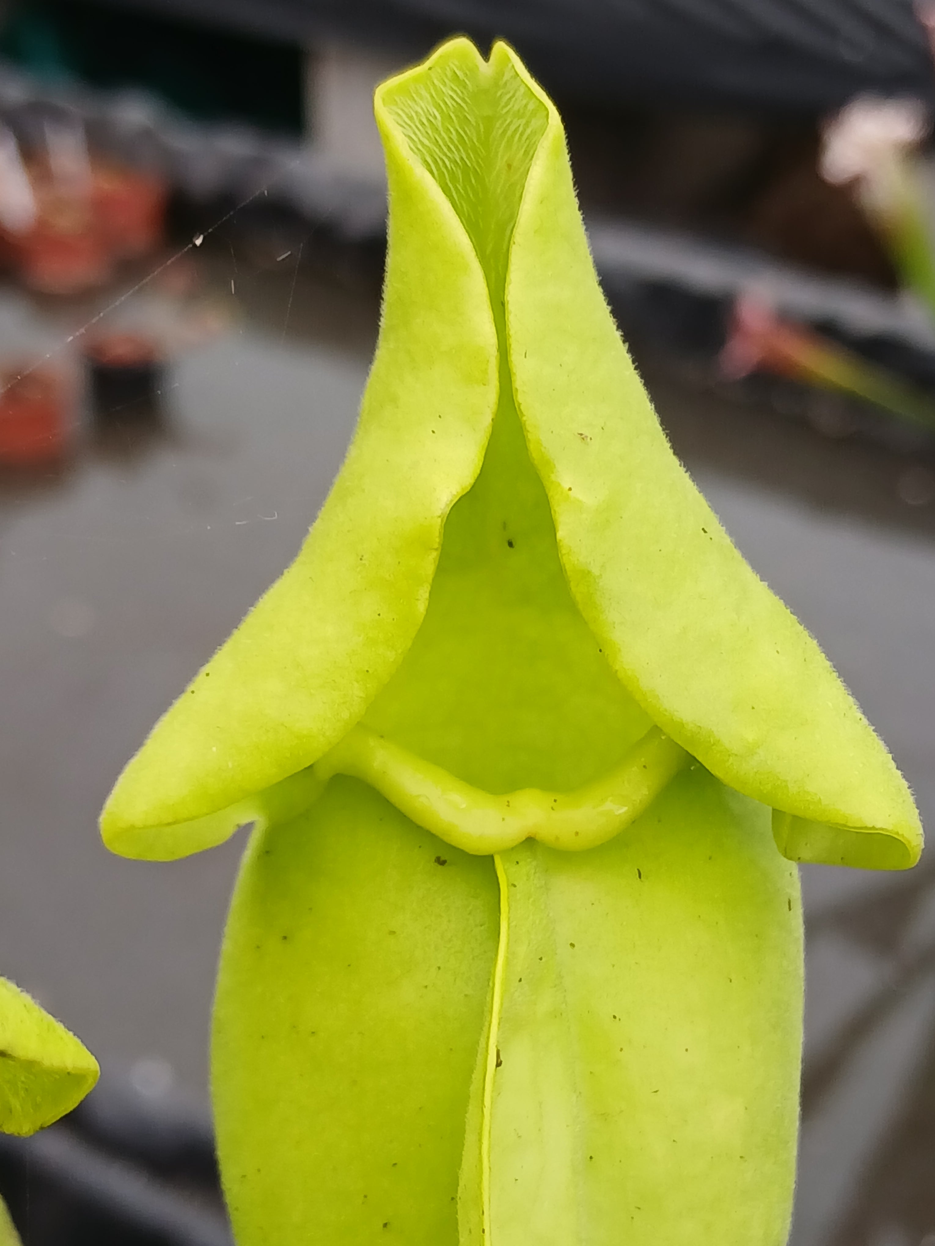 Carniflore Sarracenia purpurea heterophylla plante verte
