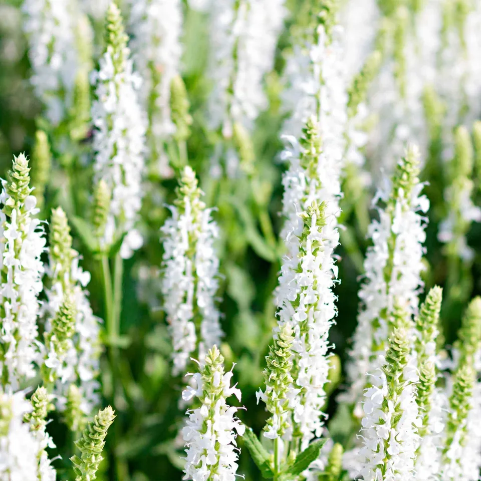 Bakker Salvia Schneehügel sauge des bois pot 9cm blanche