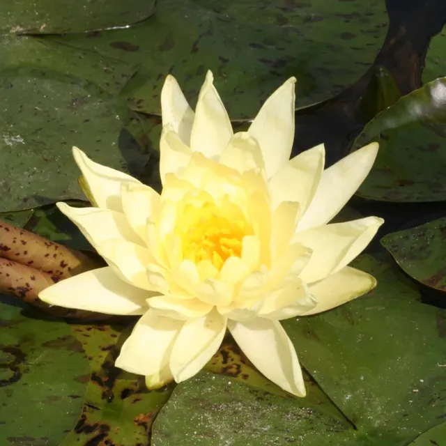 Bakker Nénuphar Joey Tomacick plante bassin pot Ø9cm jaune