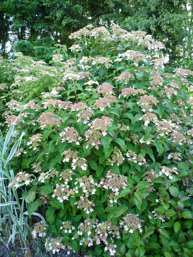 Les Hortensias du Haut Bois Morrey's Form hortensia fleurs plates