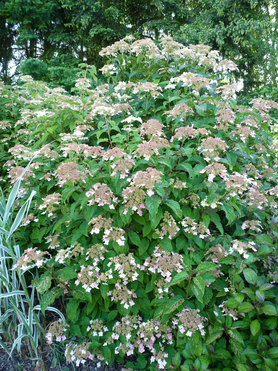 Les Hortensias du Haut Bois Morrey's Form hortensia fleurs plates