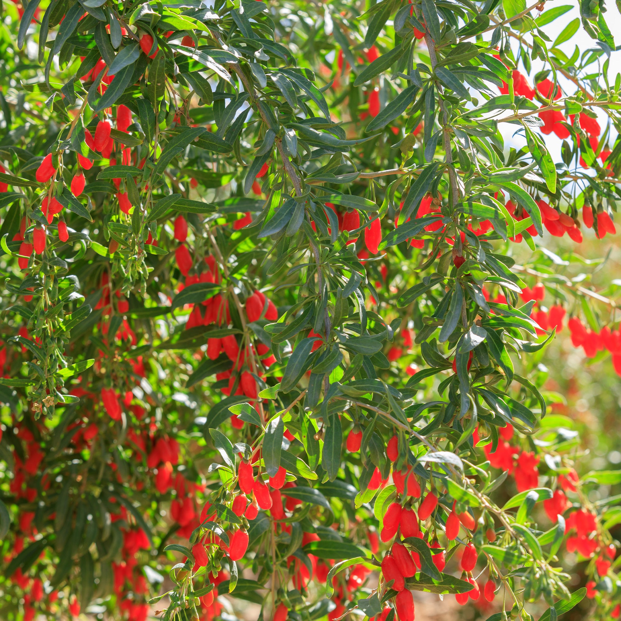 Bakker Goji Lycium barbarum fruitier pot Ø 9cm baies