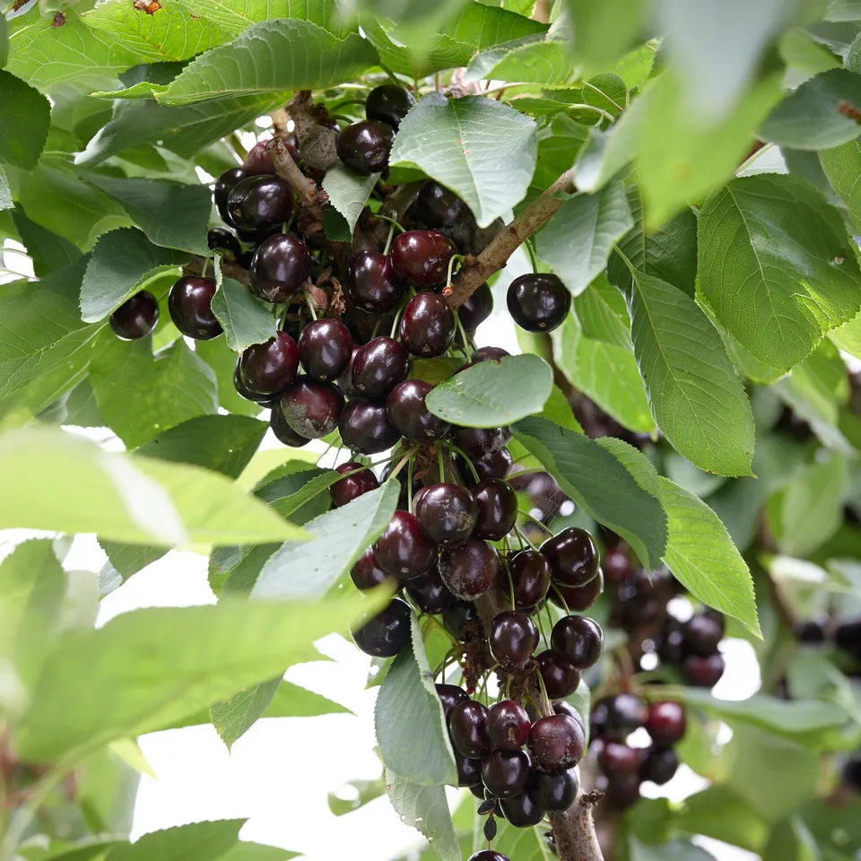 Bakker Fruitiers Cerisier Regina arbre cerise noire pot 5L 70-90cm