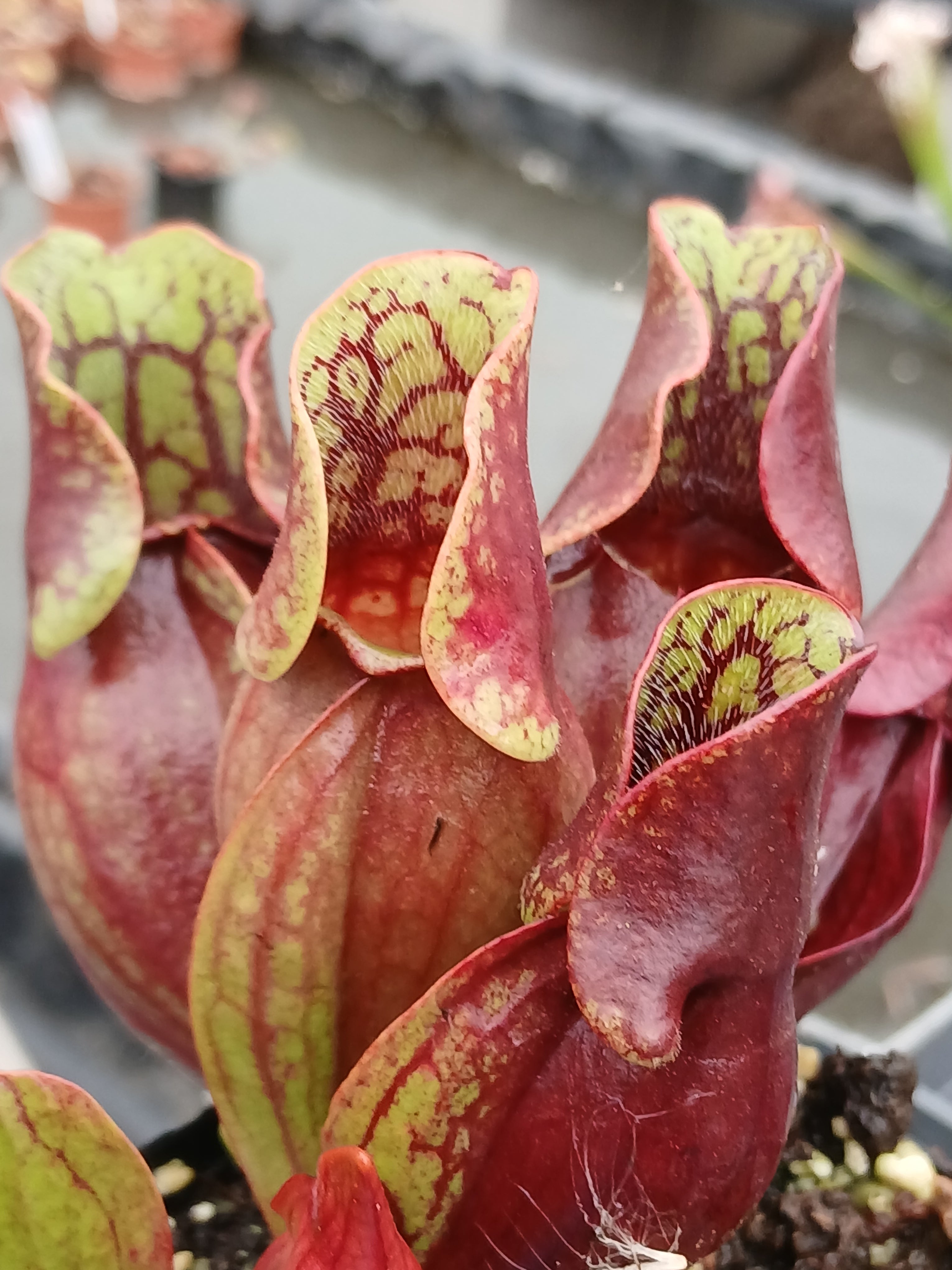 Carniflore Sarracenia purpurea purpurea Monroe plante carnivore 1 point