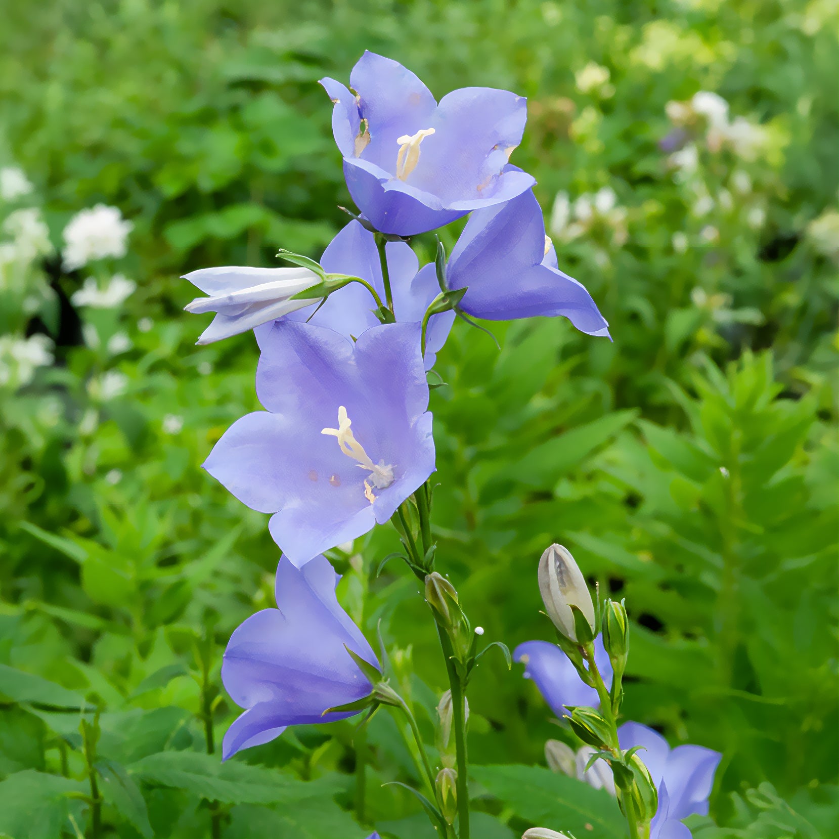Bakker Campanule pêcher plante vivace pot 9cm violet