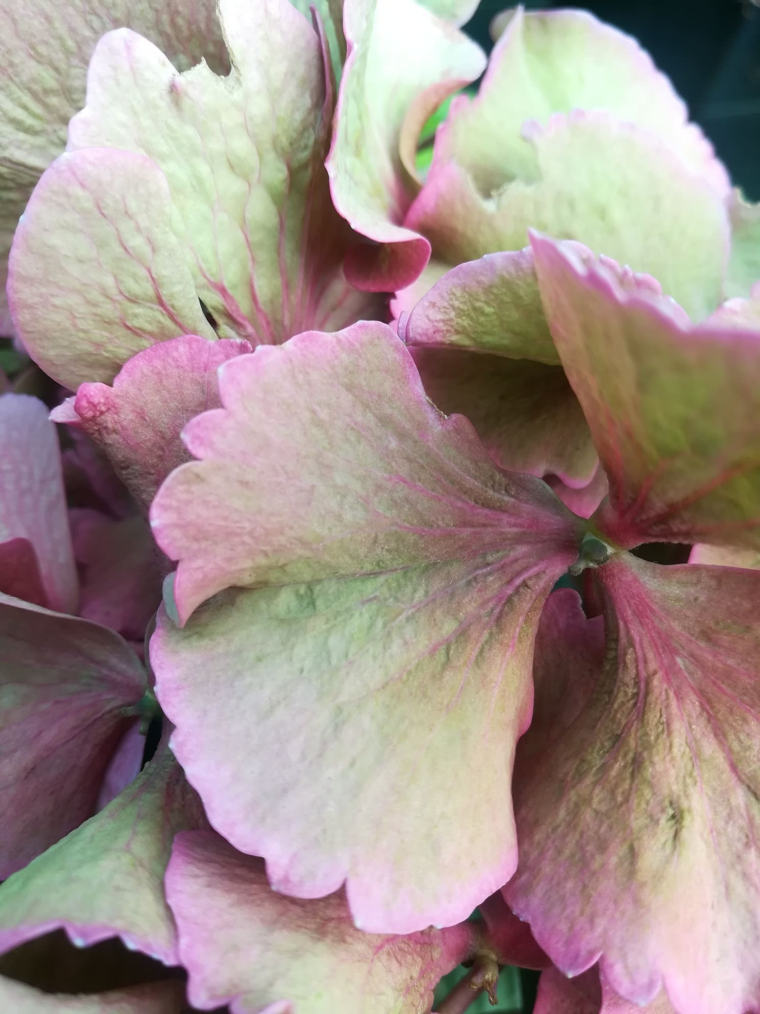 Les Hortensias du Haut Bois Merveille hortensia macrophylla rondes