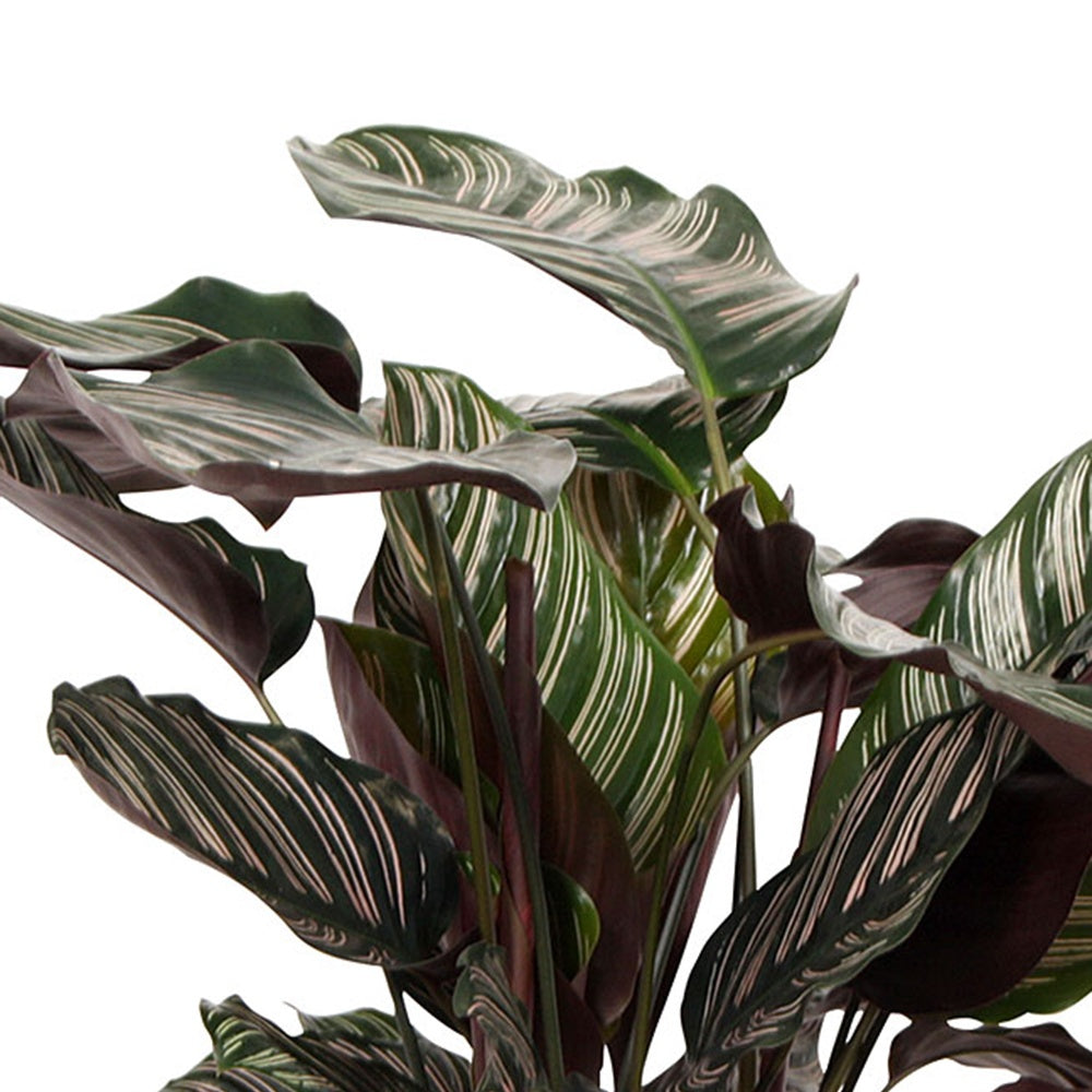 Bakker Calathea Ornata XL plante verte pot Ø19cm 70-80cm rayé