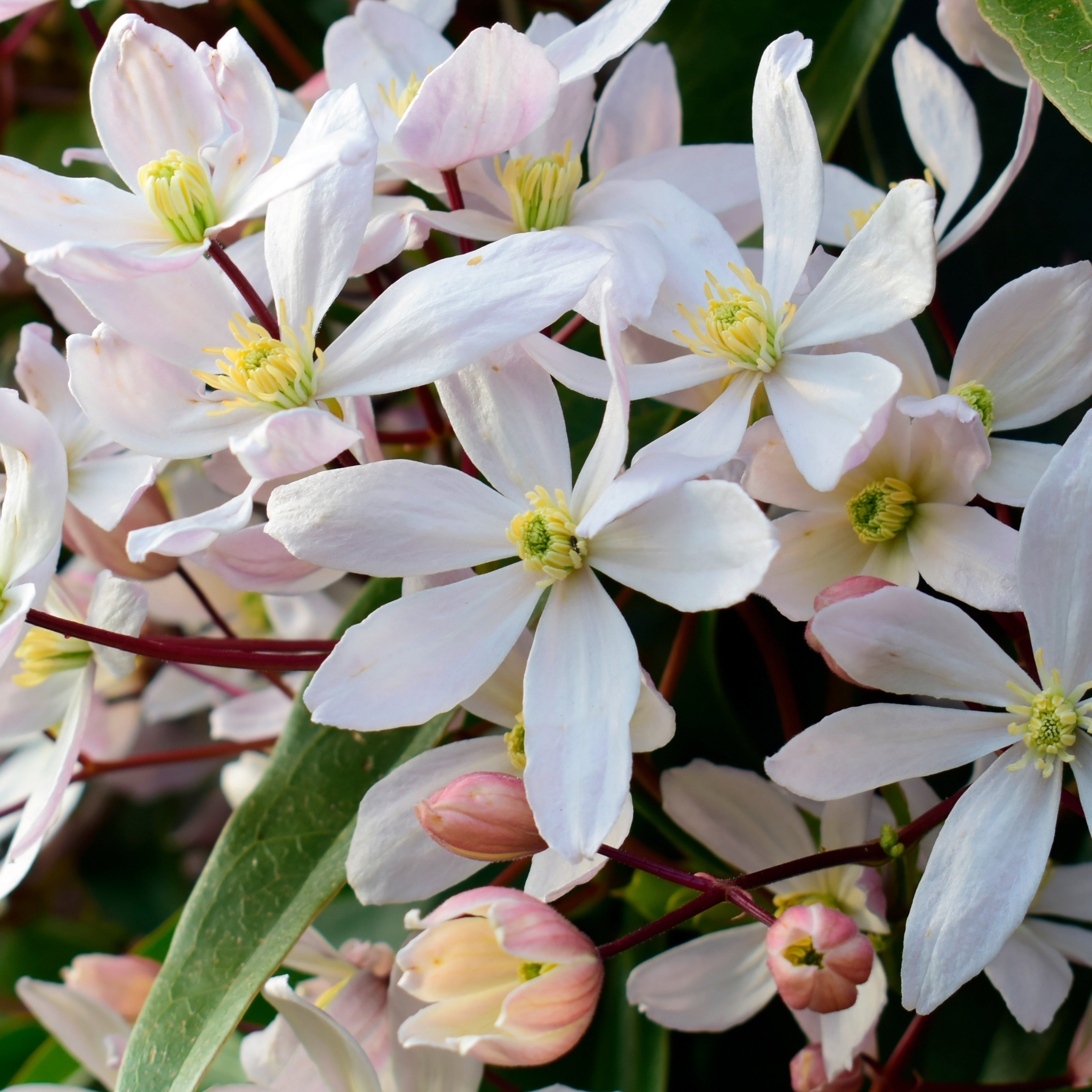 Bakker Clématite Armand Apple Blossom pot 2L 40-50cm persistante
