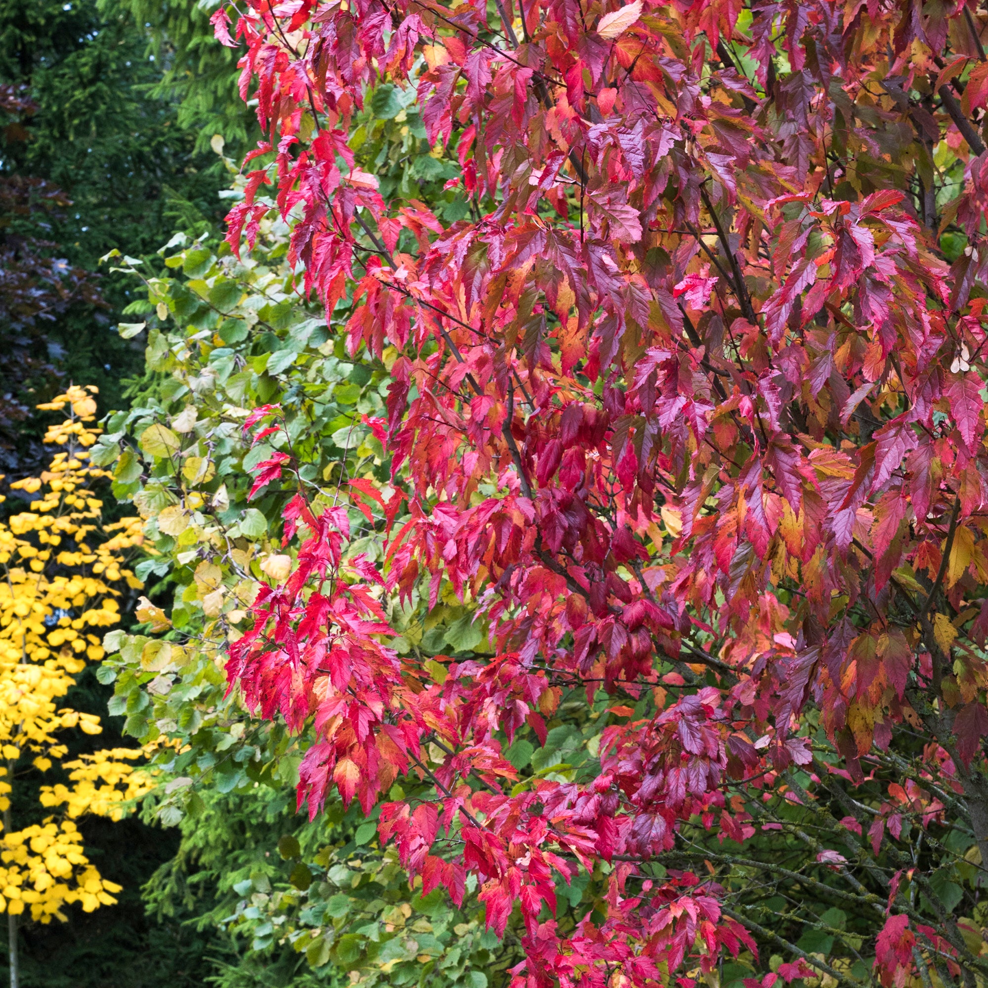 Bakker Érable du fleuve Amour pot 2L 80-100cm rouge automne