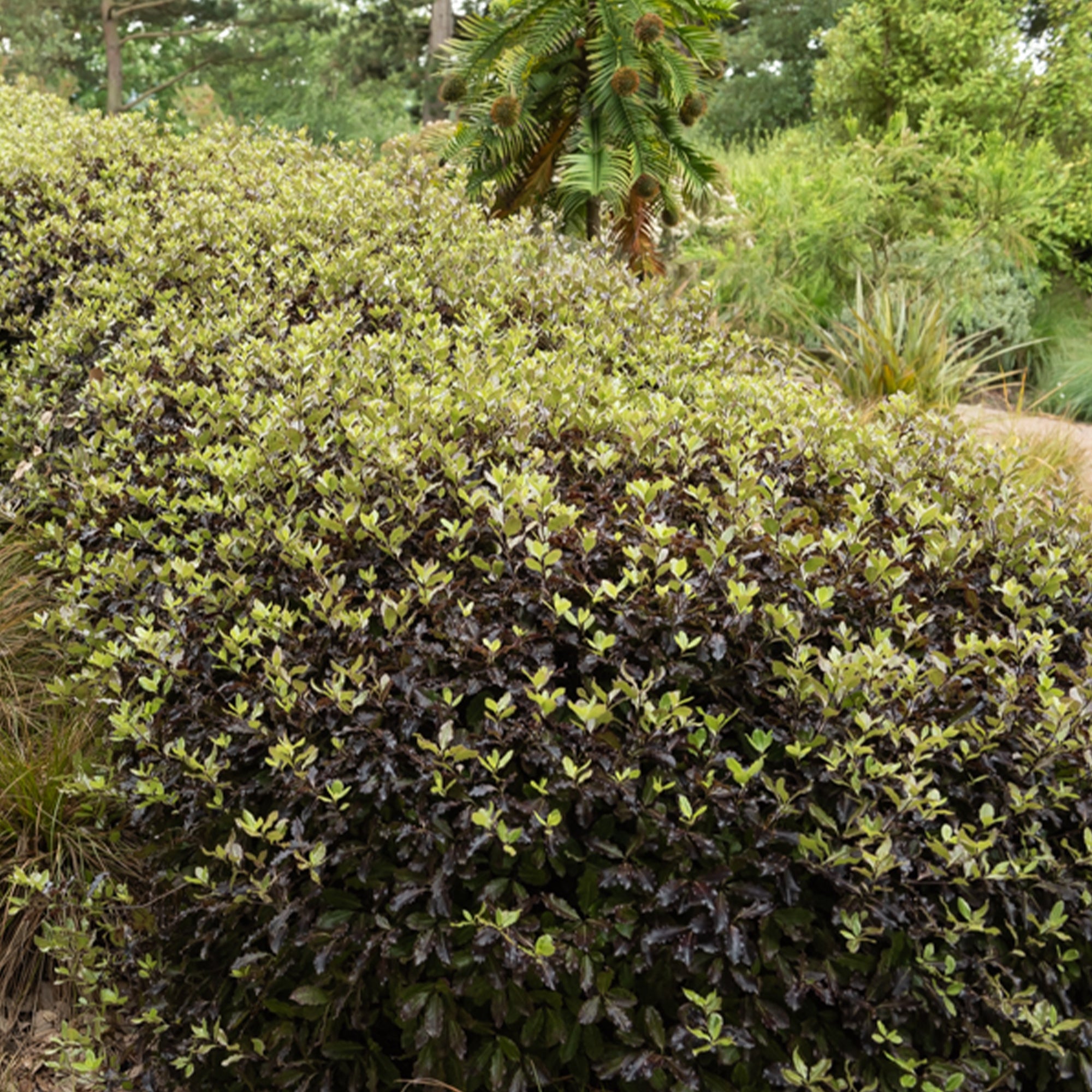 Bakker Pittosporum Tom Thumb arbuste godet Ø 9cm pourpre