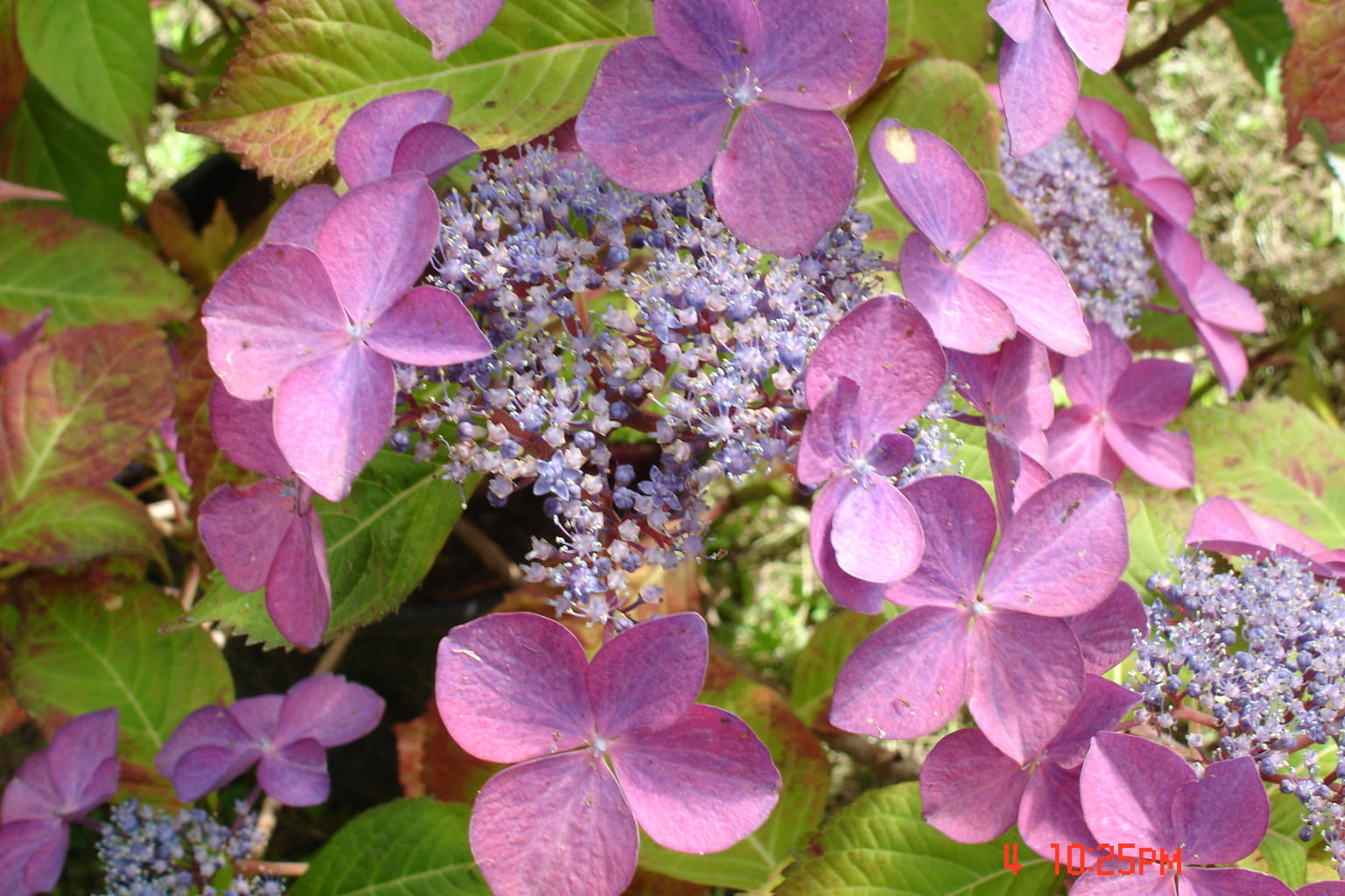 Les Hortensias du Haut Bois Fischers Silberblau hortensia plat bleu