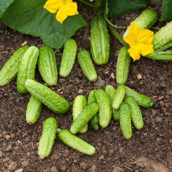 Bakker Cornichon Vert Petit de Paris graines sachet 3 g