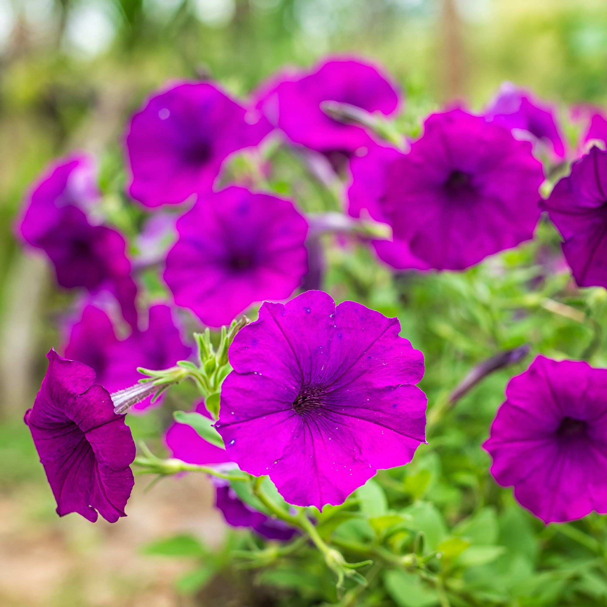 Bakker Surfinia violette pétunia retombant pot Ø10,5cm cascade