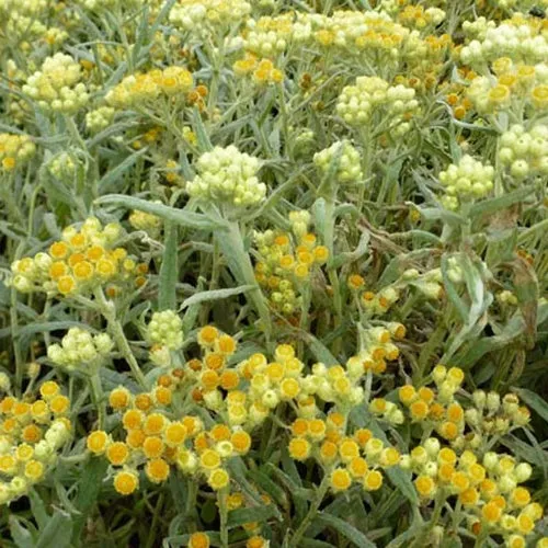 Bakker Swefellicht immortelle vivace pot 9cm jaune