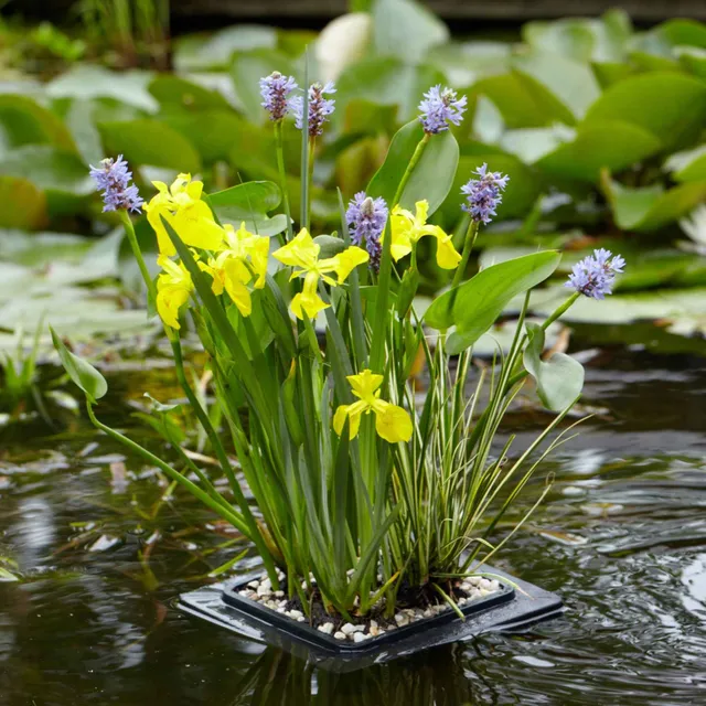 Bakker Anneau de flottaison plante bassin 25x25cm