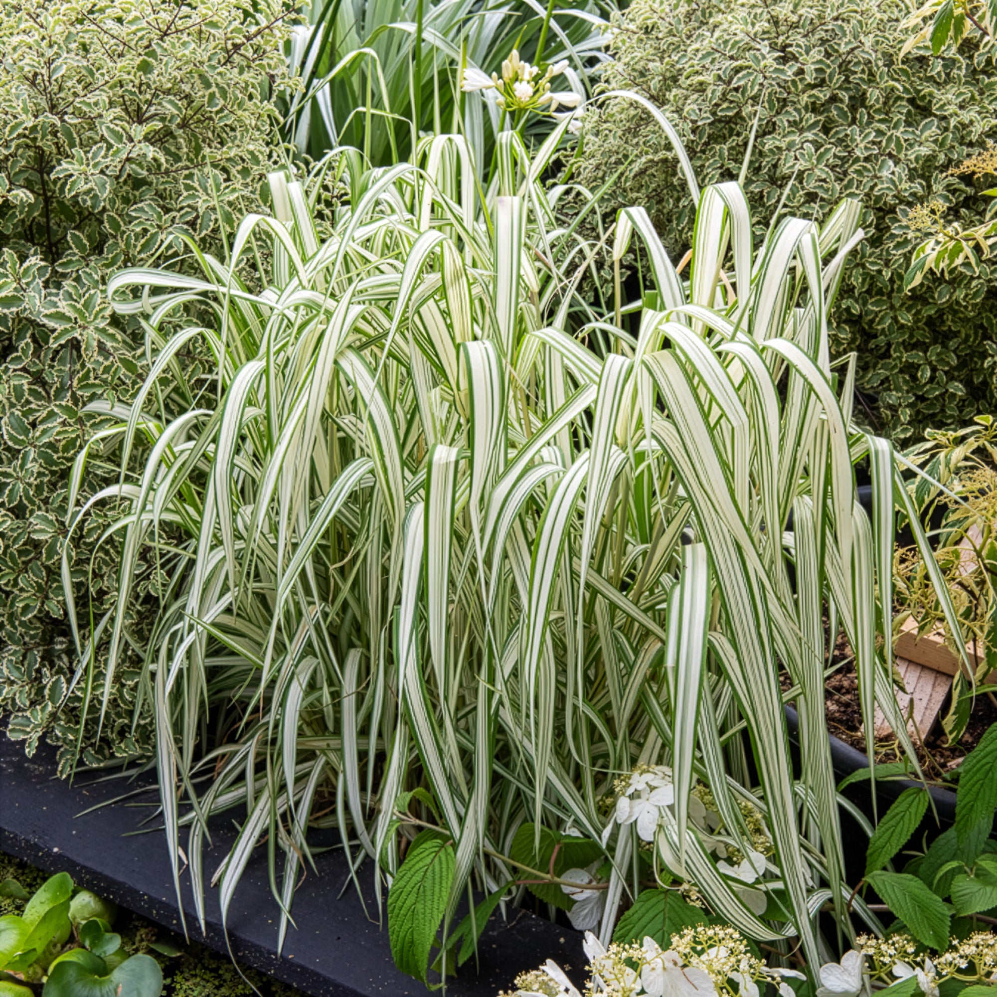Bakker Feesey phalaris panaché graminée pot 8cm sol humide