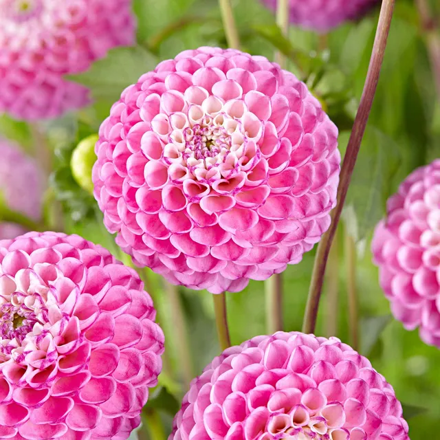 Bakker Dahlia Zippity Do Da bulbes lot 3 rose nain