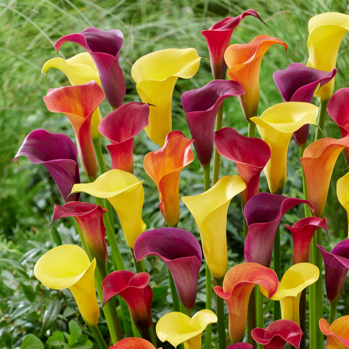 Bakker Arum mélange 3 bulbes jaune rouge rose été