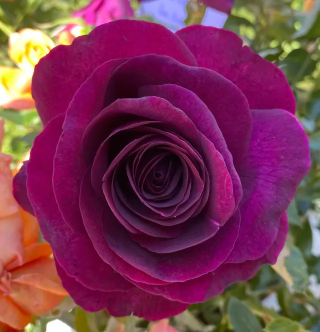 Michel Adam Charles Hiedsieck Adaudix rosier buisson jardin