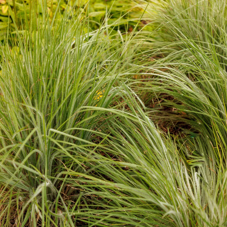 Bakker Andropogon Ha Ha Tonka graminée pot 9cm bleue