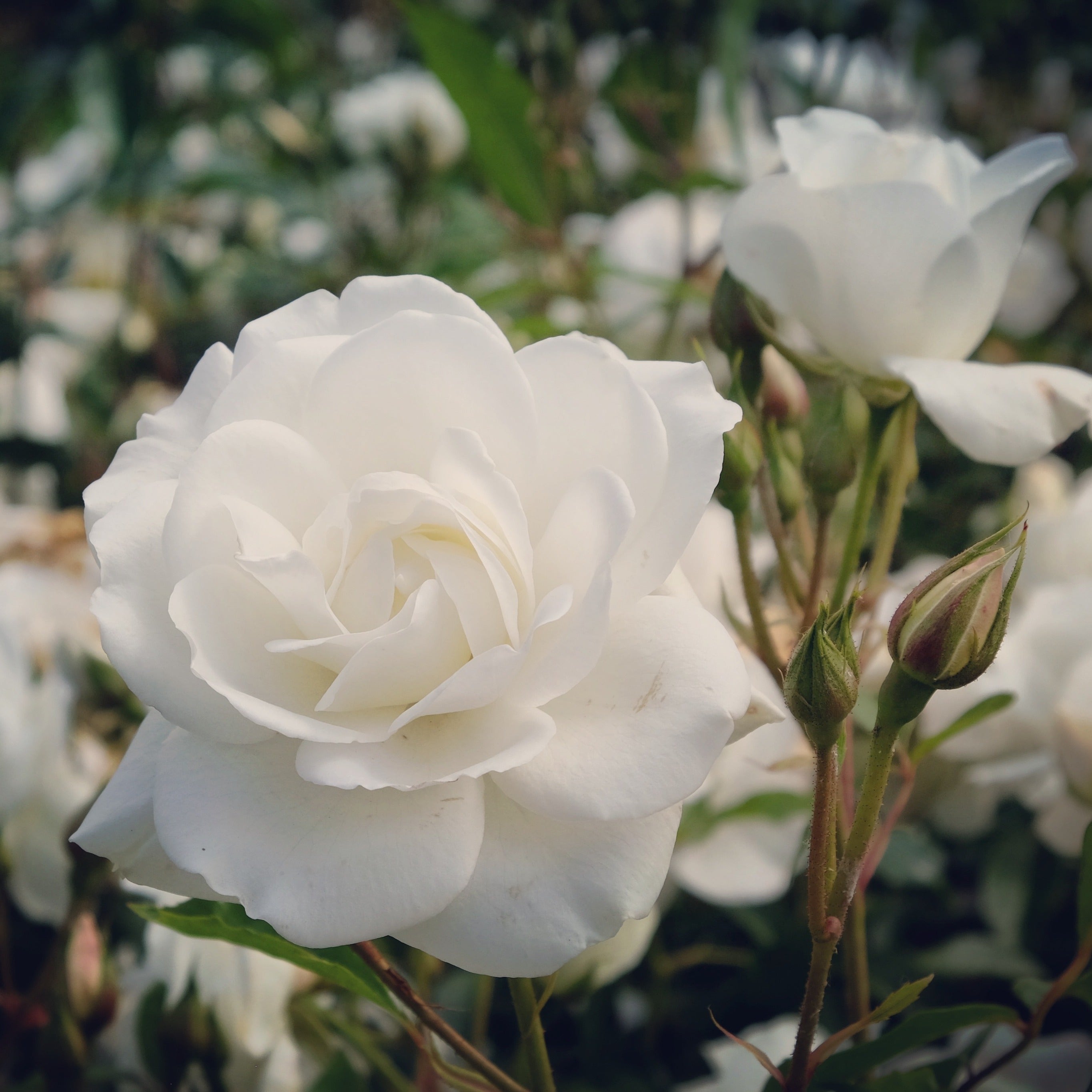 Bakker Rosier sur tige Korbin racine nue blanc tige 90-100cm